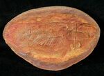 Perleidus Fossil Fish From Madagascar - Triassic #16738-1